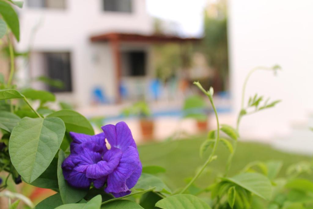 Green Oasis Home Boutique Playa del Carmen Camera foto
