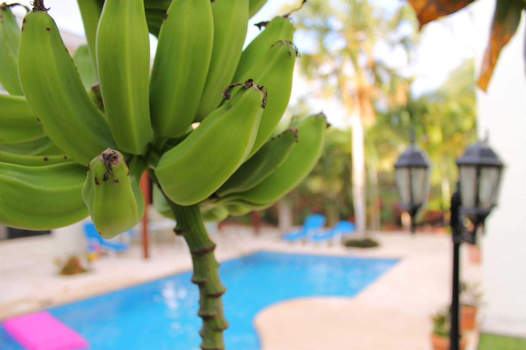 Green Oasis Home Boutique Playa del Carmen Esterno foto